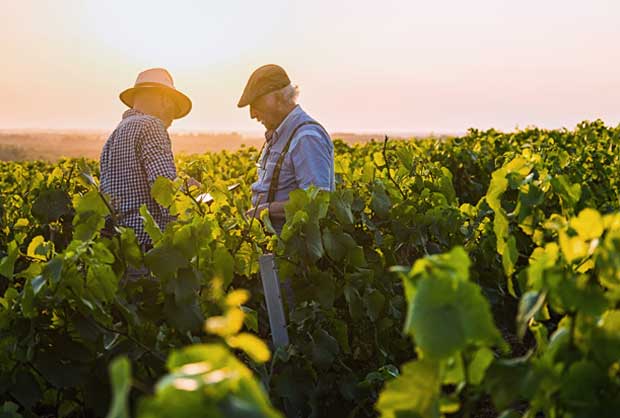 Plus de 100 ans au service de la viticulture