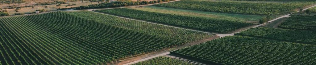 vignoble