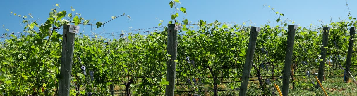 rang de vigne