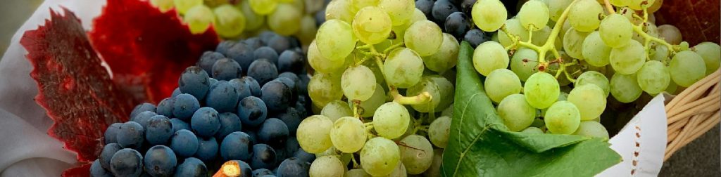 Favoriser la maturation des raisins 1 maturation raisins