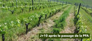 126 - PH05 - PAILLEUSE FAUCHEUSE ANDAINEUR