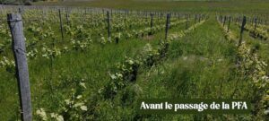 126 - PH06 - PAILLEUSE FAUCHEUSE ANDAINEUR